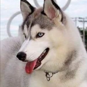 Meet your Posher, Antonio